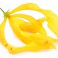 Ylang-Ylang-گل یلانگ